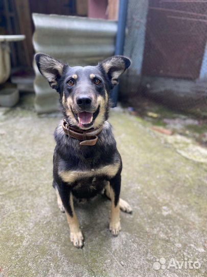 Собака в добрые руки