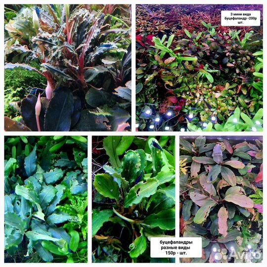 Креветки Блюдрим, гуппи и растения