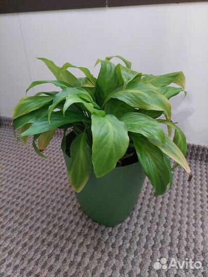 Спатифиллум