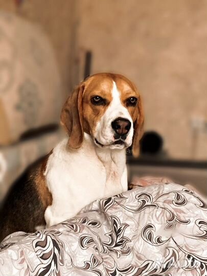 Бигль вязка