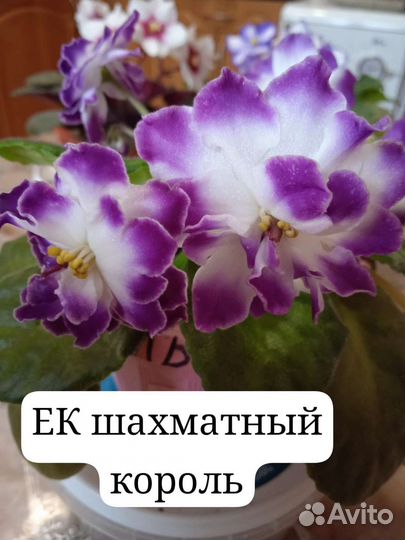 Фиалка сортовая (листики укорененные)