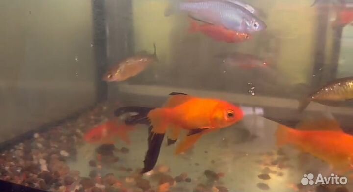 Аквариумные рыбки