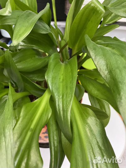 Дримиопсис