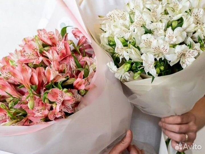 Альстромерии с доставкой по Краснодару