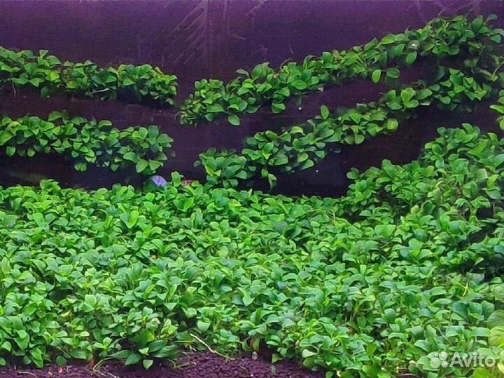 Anubias barteri var. nana Bonsai