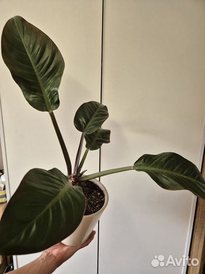 Филодендрон Империал Ред