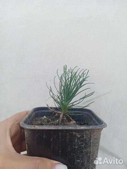 Сосна горная мугус (Pinus mugo Mughus)