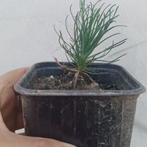 Сосна горная мугус (Pinus mugo Mughus)