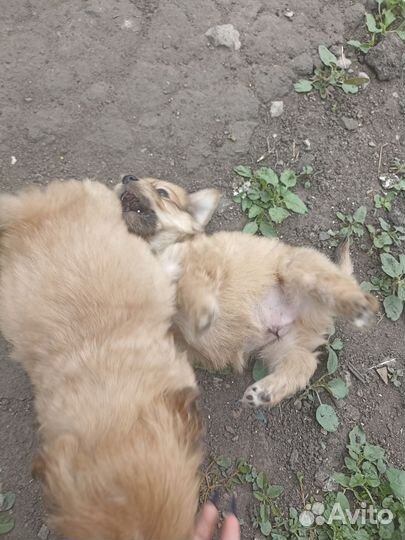 Маленькая собака в добрые руки отдам бесплатно