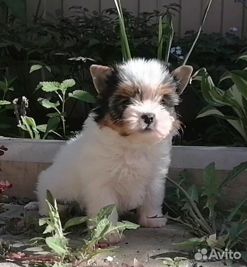 Девочки бивер йорк