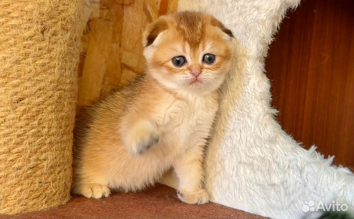 Шотландская золотая шиншилла