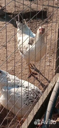 Петух в подарок. Агидель. Адлеровские т.д