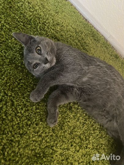 Кошка