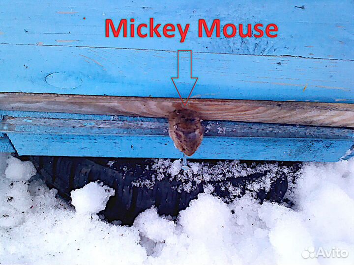 Добрые пчелы