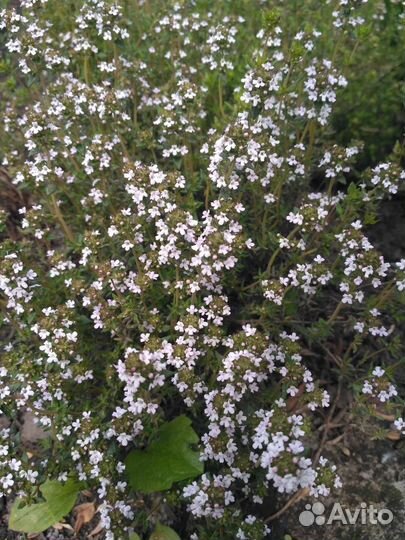 Мелисса, мята, чабрец саженцы