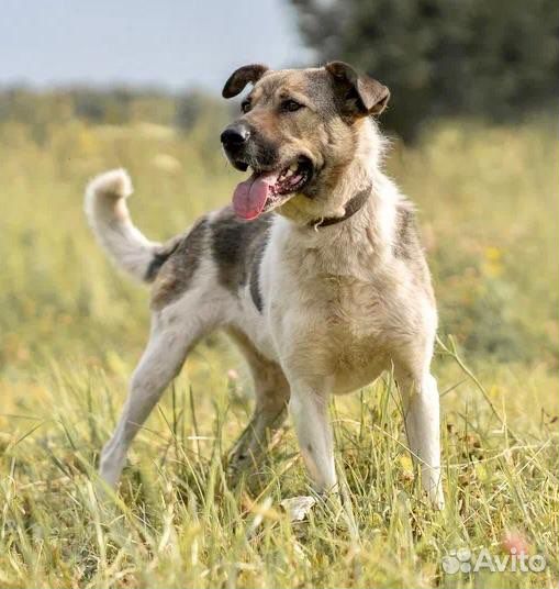 Метис среднеазиатской овчарки