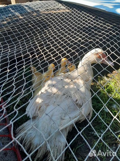 Индоутки, индоутята