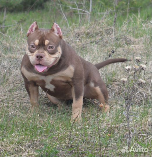 Булли девочка