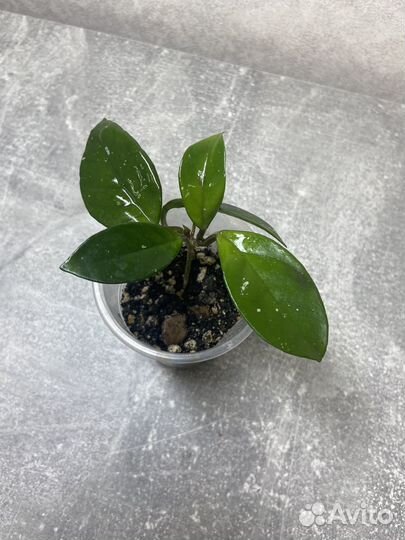 Хойя карноза