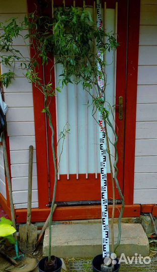 Ива извилистая Свердловская