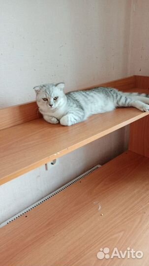 Шотландские мишутки