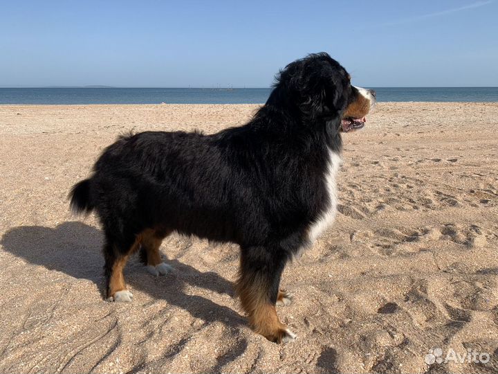 Кобель для вязки