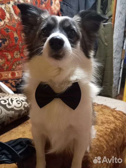 Вязка кобель