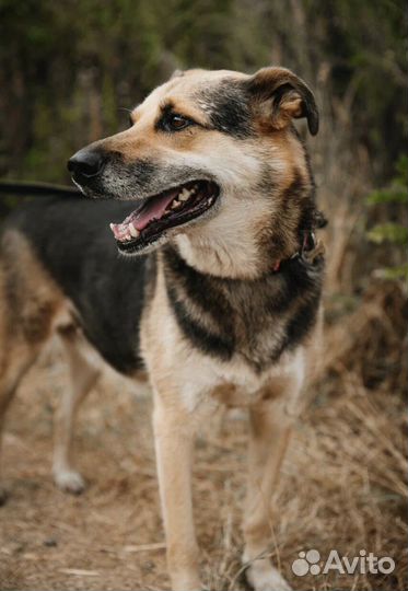 Собака в добрые руки бесплатно