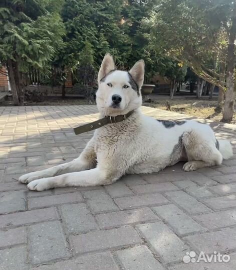 Лайка, красивая девочка