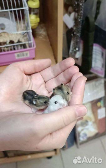 Джунгарский хомяк