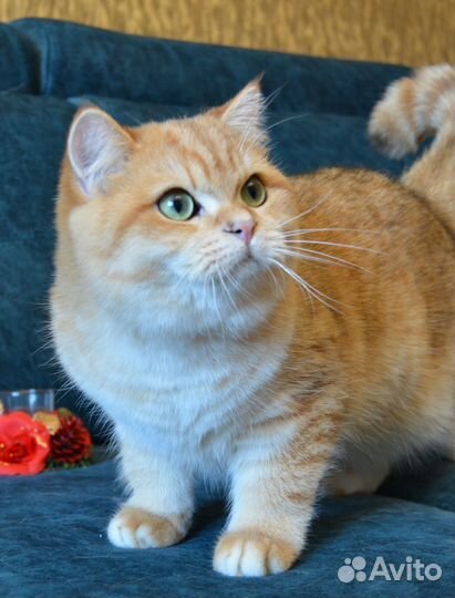 Золотые шиншиллы в разведение