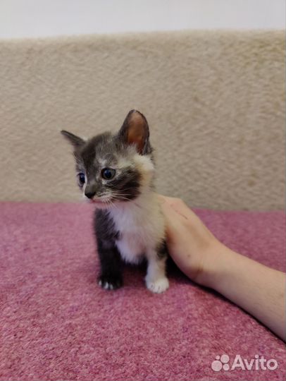 Кошки в добрые руки бесплатно