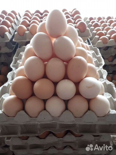 Яйцо куриное,фермерское