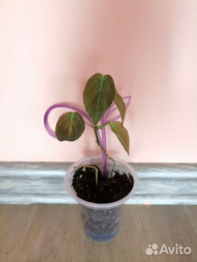 Филодендрон сканденс Миканс