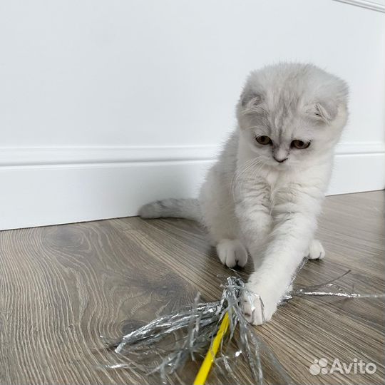 Серебристые котята