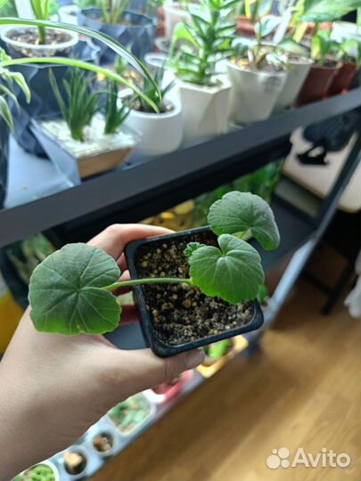 Диффенбахия камилла