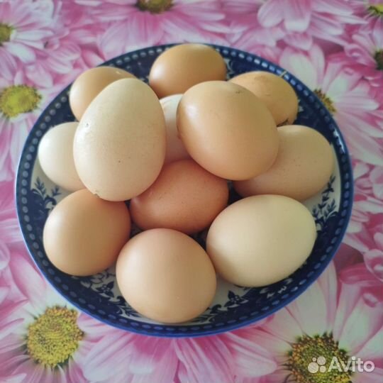 Домашние куриные яйца