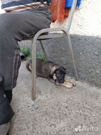 Собака подозревака ищет дом, щенок мальчик