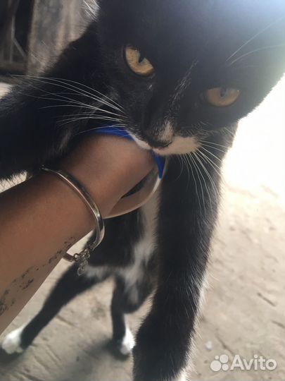 Кошка