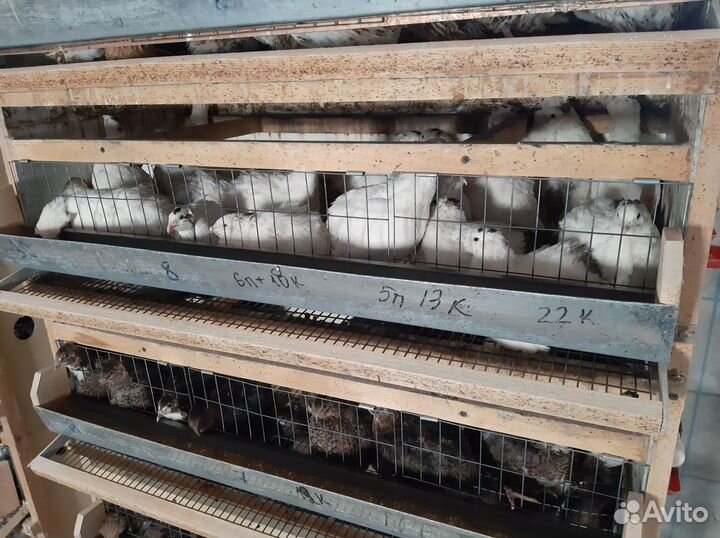 Перепела птенцы яйцо живая птица