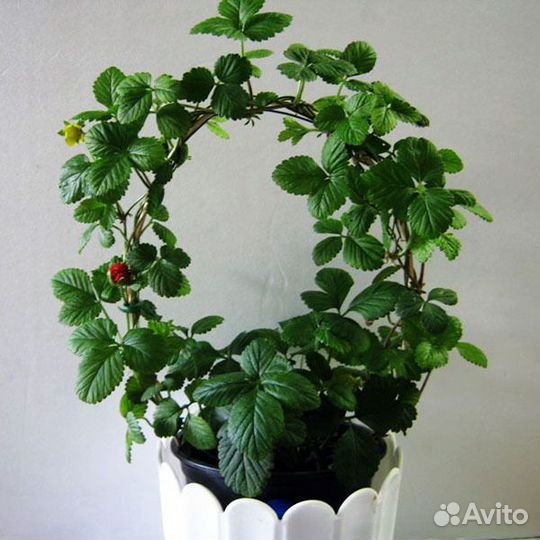 Саженцы деревьев