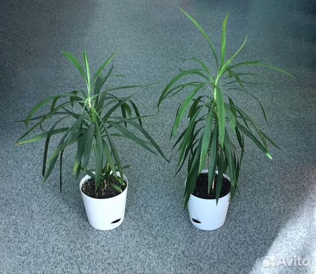 Пальма Кордилина драцена 1 шт комнатное растение