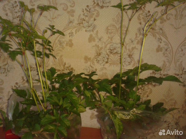 Астильба Садовые цветы