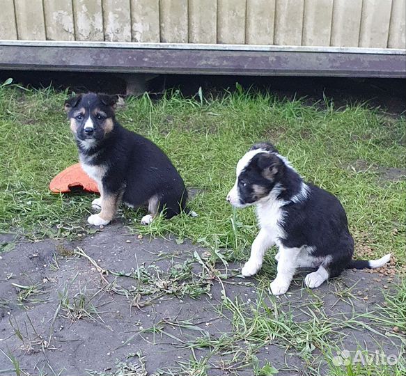 Щенки ищут дом