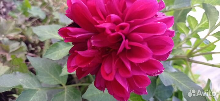 Георгины клубни