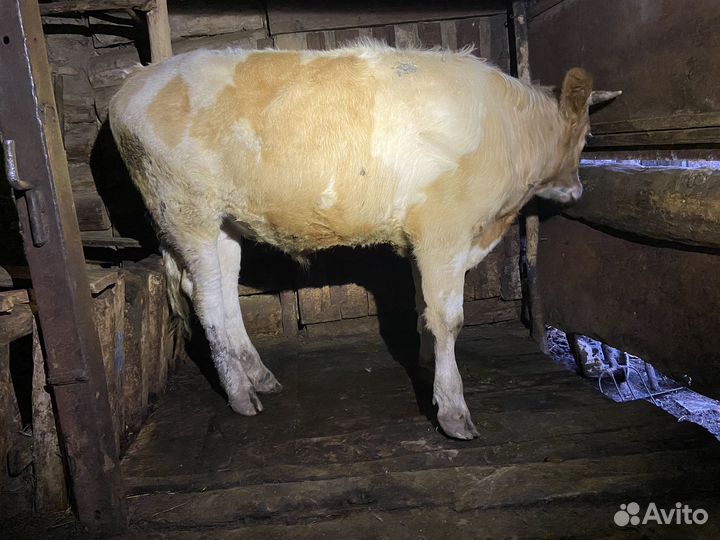 Корова дойная