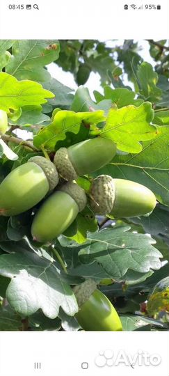 Саженцы декоративных культур