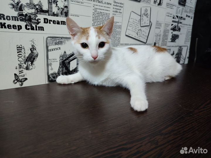 Отдам бесплатно кошку и котят