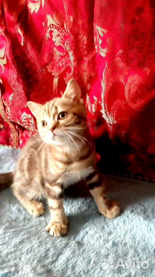 Шотландский котик