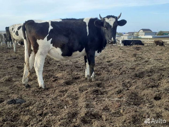 Коровы быки телки
